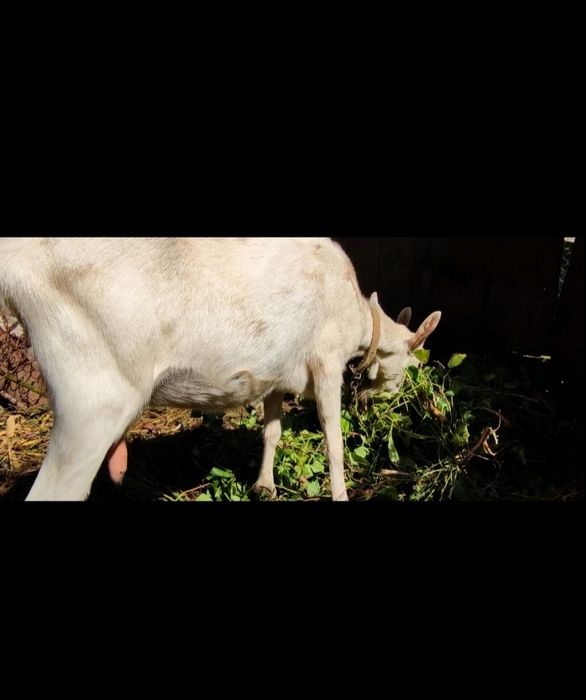 Коза кізка кози козочка