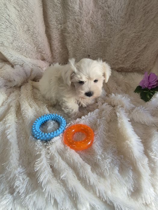 Bichon Maltês Macho Criadora Registada PT3088FL