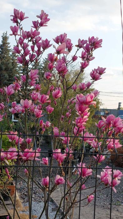 Sprzedam Magnolii