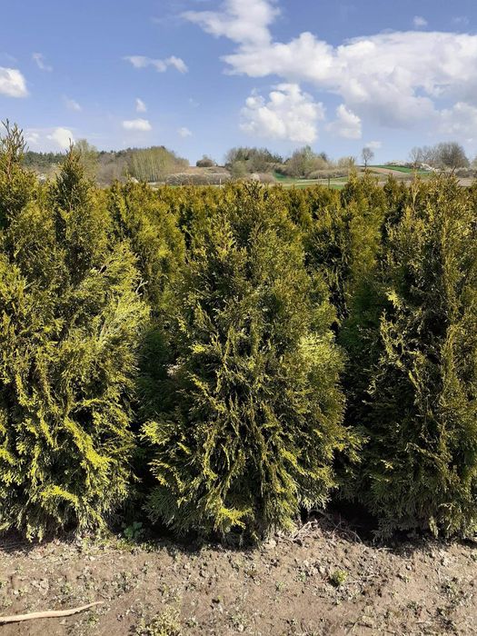 Tuja szmaragd tuje WYPRZEDAŻ 160, 140 cm, 120-130 cm, 100 cm piękne sa