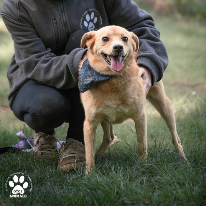 Cudowny, radosny Tofik szuka domu!