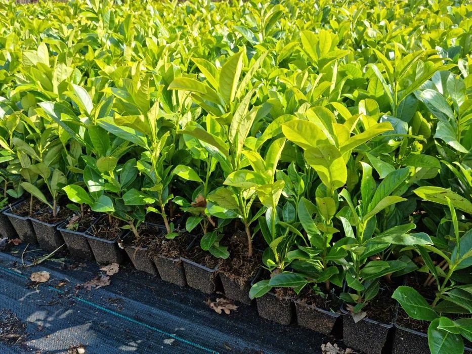 Laurowiśnia Novita do 100cm Trans Gratis Oborniki