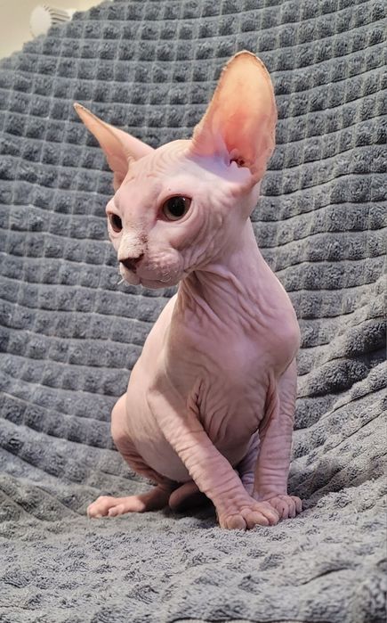 Gatinho sphynx macho