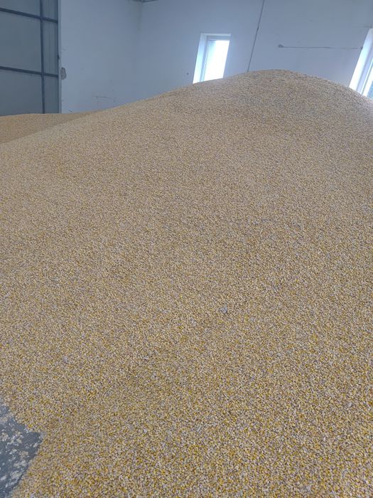 Kukurydza sucha ziarno