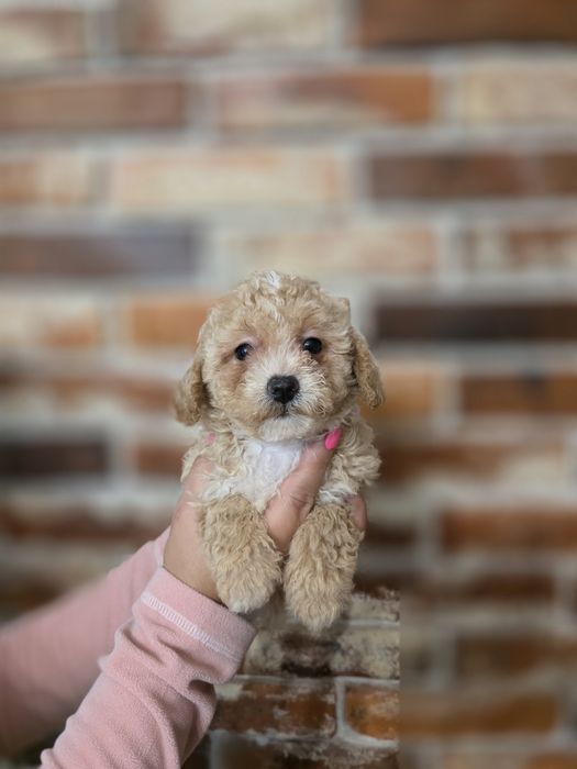 Maltipoo f1  suczka !!