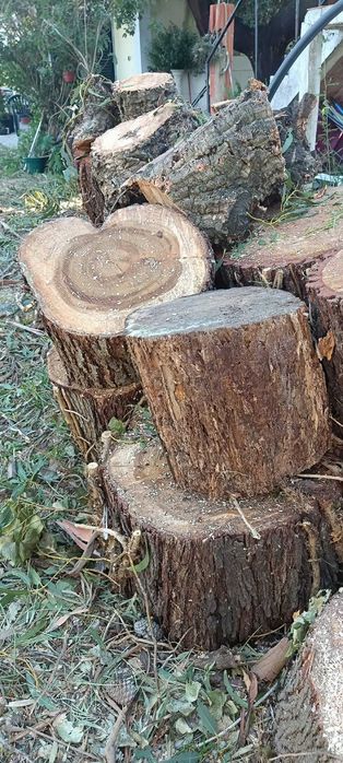 Selling Various Eucalyptus Tree Trunks428055224481239042
