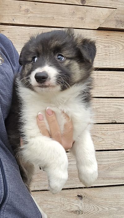 Border Collie piesek z rodowodem