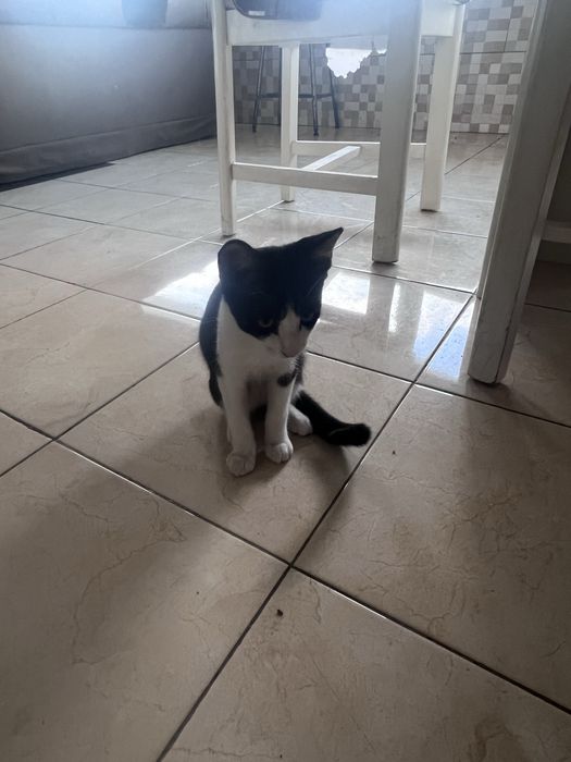 Dou gatinho bebe