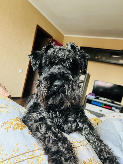 Платим за любофф