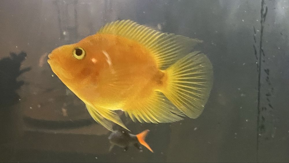 Vendo ciclideos americanos