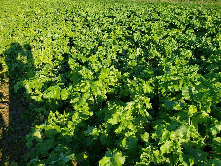 Legumes frescos de cultivo próprio à venda