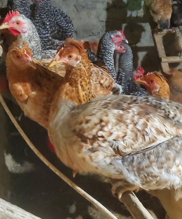 Инкубационное яйцо Доминант( цветное яйцо)