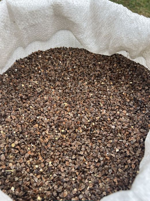 Гречка гречка посівна