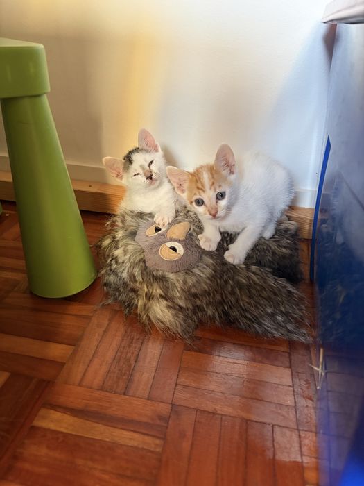 Gatos bebes para dar
