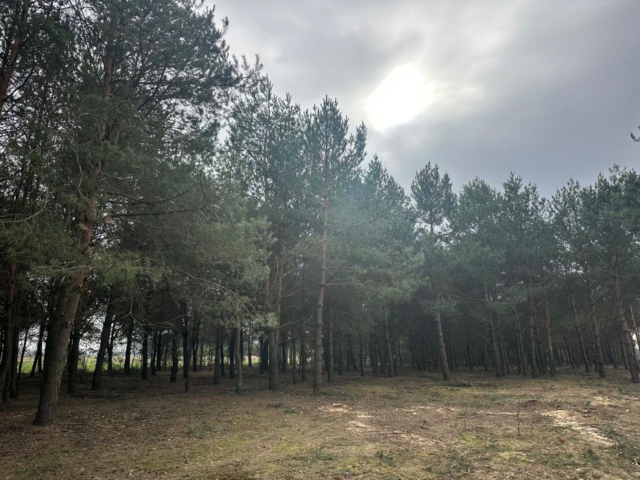 Wycinka drzew/ czyszczenie działek/ mulczer leśny/ skup zrębki