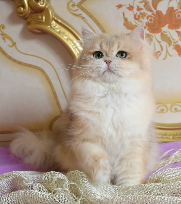 Золотая шиншилла, ау12, голубое золото , котик, продажа