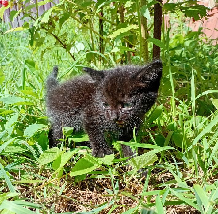 Отдам котят в добрые руки