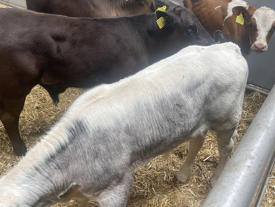 Sprzedam cielaki mięsne i samodzilne