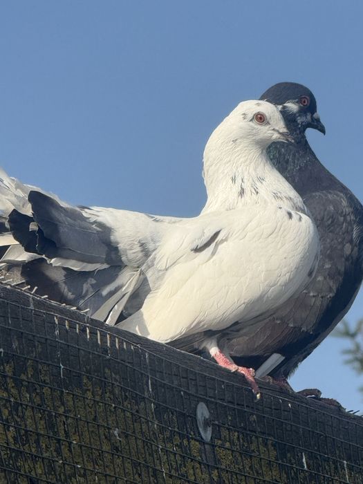 Pawik ,pawiki  ,samce i samice