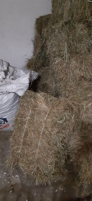 Siano świeże 2024 Transport