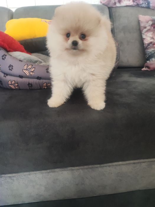 Pomeranian typ misia piesek