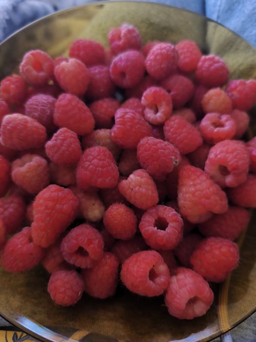 Vendo fambroesa 8€kg