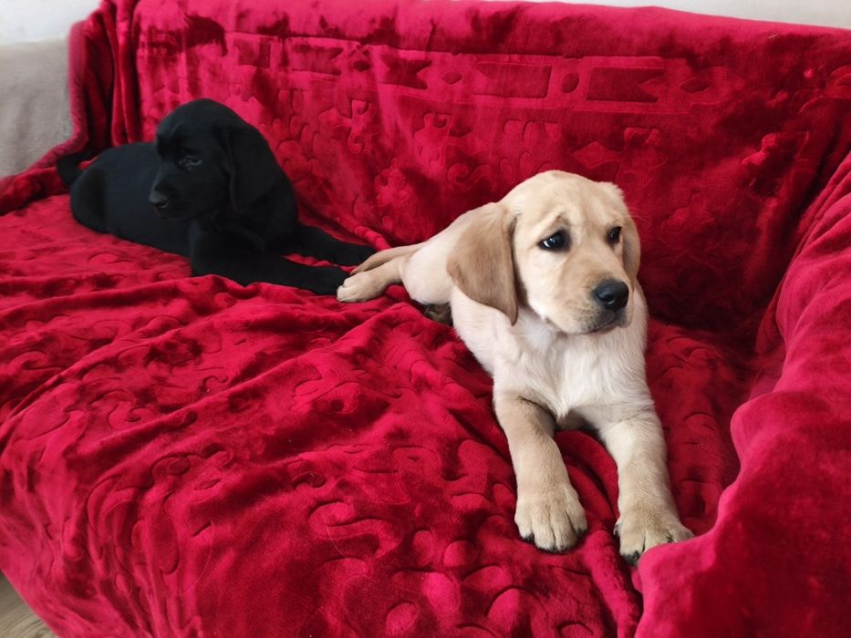 Urocze Szczenięta Labrador Retriever # GOTOWE DO ODBIORU #