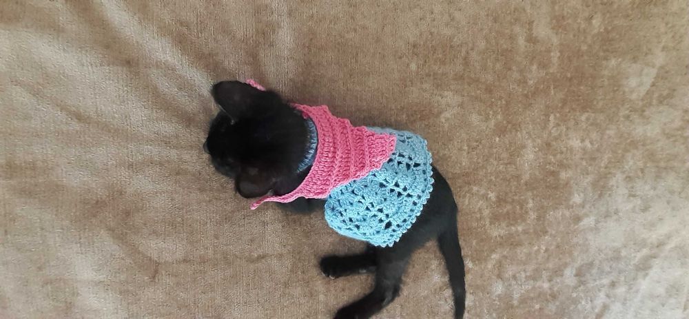 Roupa em tricot para gatos e cães