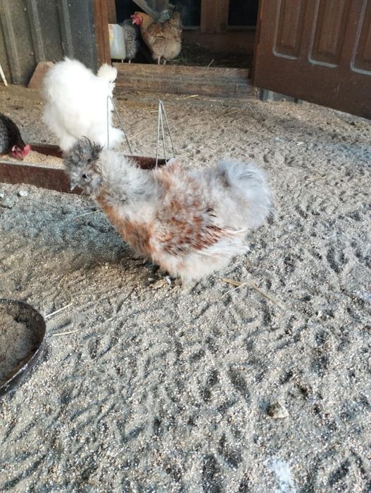 Pary silek satynowych i jedwabistych