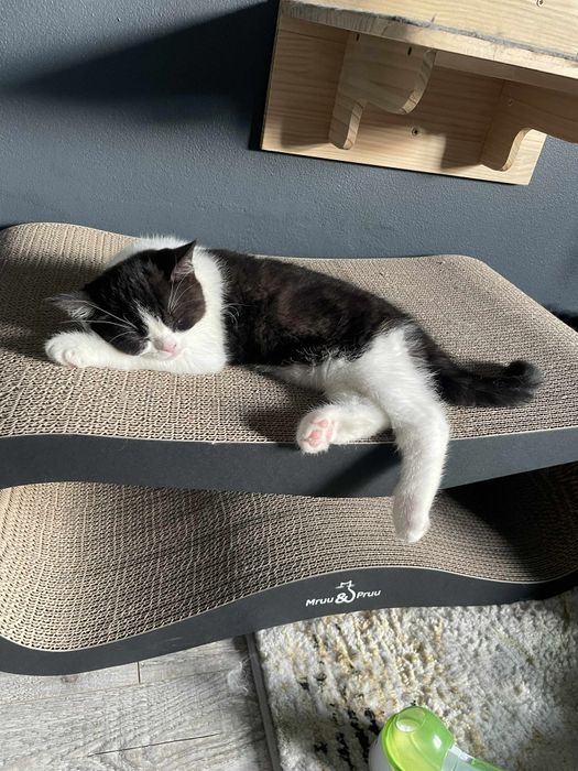 Kocur brytyjski na kolanka