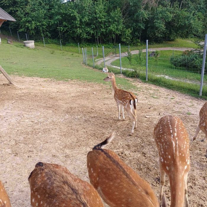 sprzedam daniele w różnym wieku