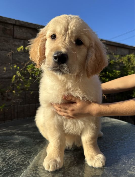 Golden retriver FCI ZKWP samiec pies