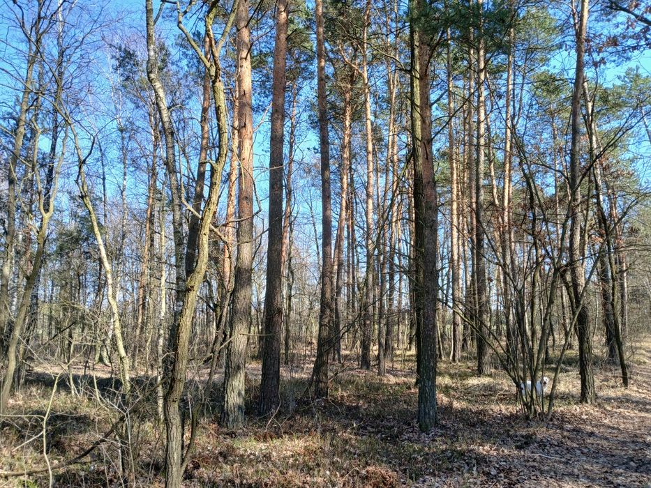 Dzialka rolna z ziemio i lasem