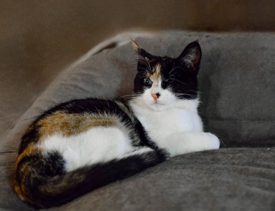 Отдам даром в добрые руки котиков и кошечек