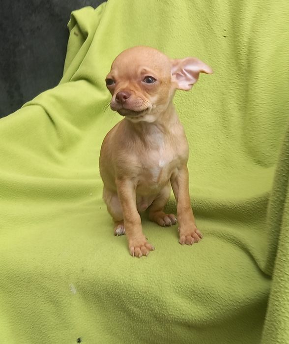 Мальчик чихуахуа