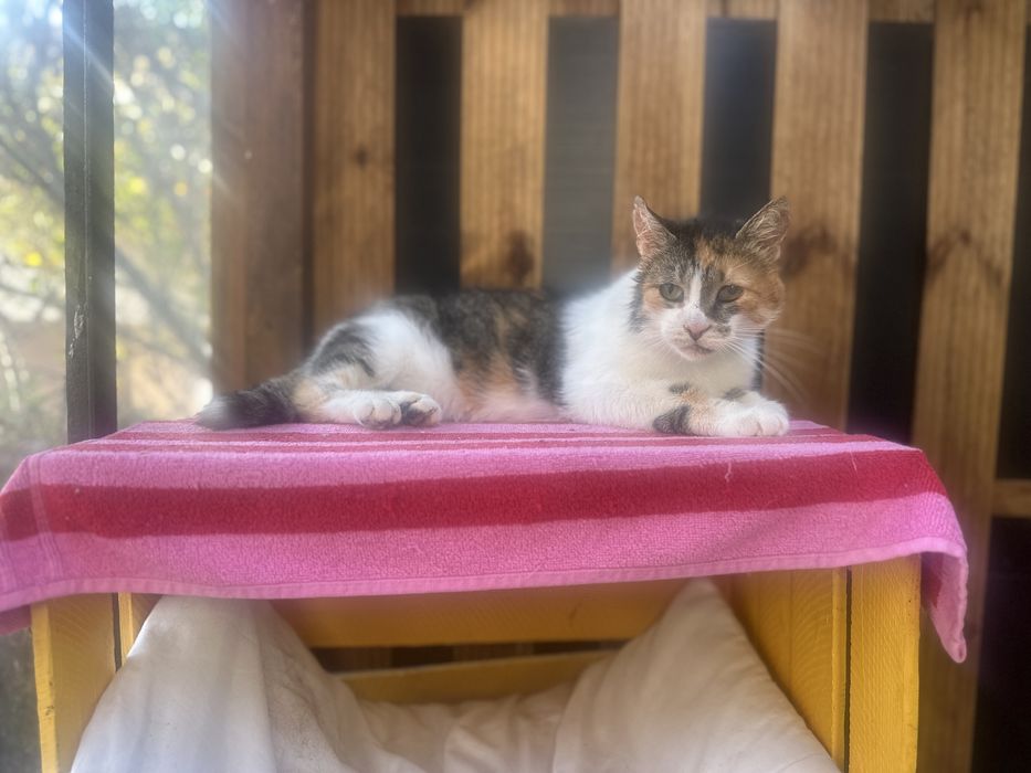 Koty z serca Kaszub polecają się do adopcji!