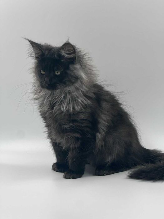 Мейн-кун хлопчик на ім"я Ангелос окрас Чорний дим