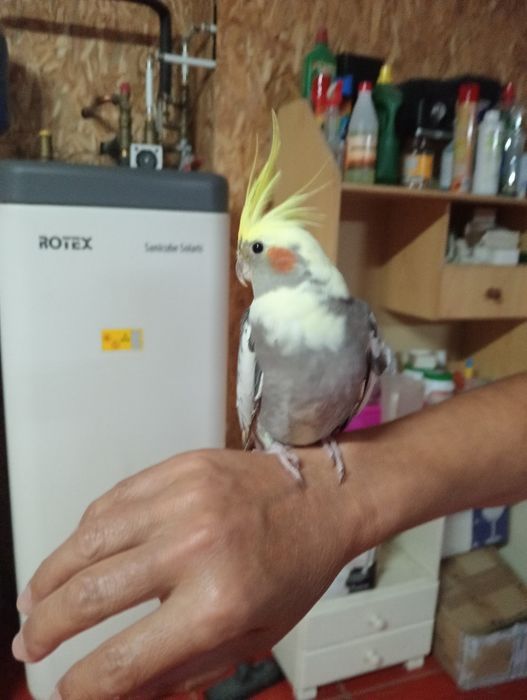 Caturras domesticadas