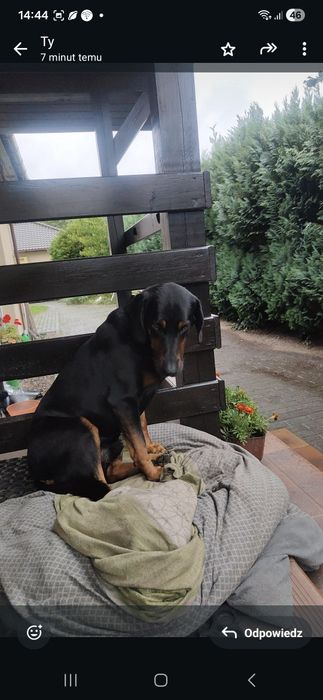 Gończy polski 8,5 roku – spokojny, zdrowy pies szuka domu z ogrodem