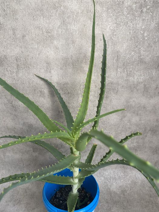 Рослина алое