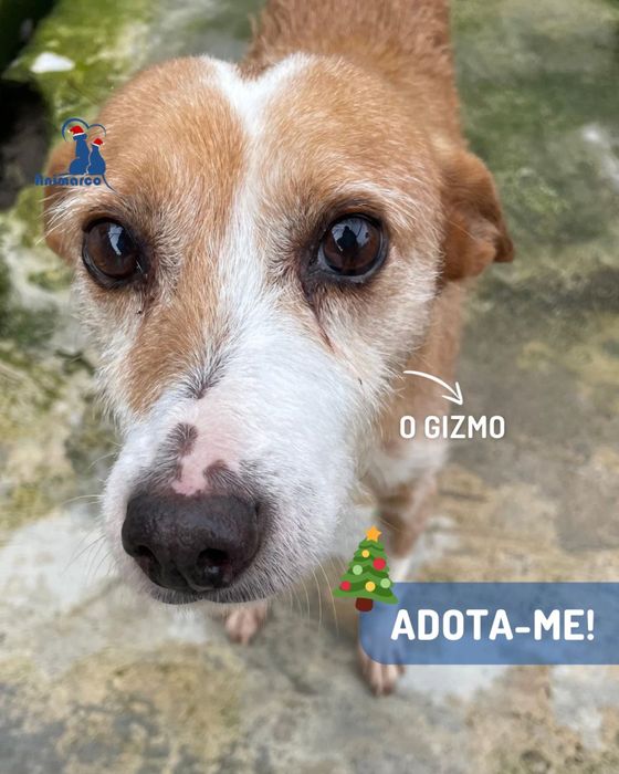 O Gizmo - cao de porte medio