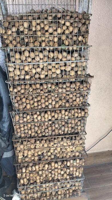 Продам грецкий орех.
