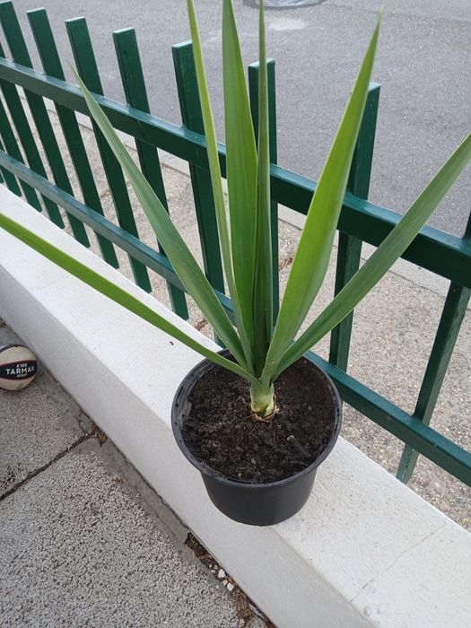 Planta yucca resistente e fácil de cuidar.
