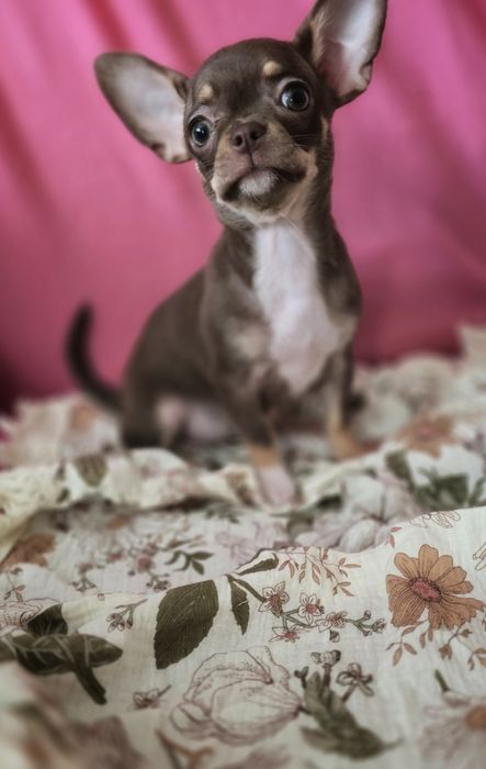 Chihuahua suczka choco tricolor *** Mocha*** Gotowa do odbioru