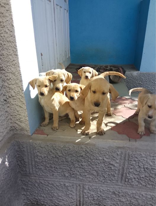 Віддам у добрі руки песиків