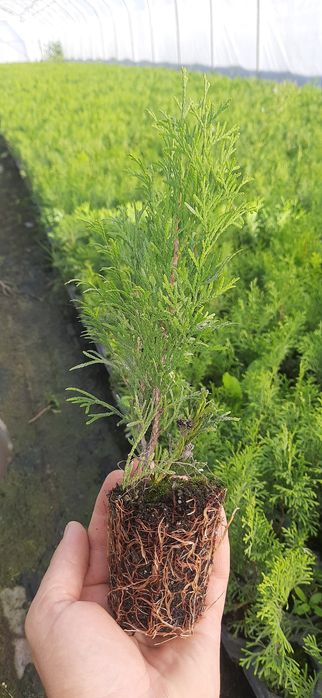 Tuja szmaragd sadzonki +-30cm