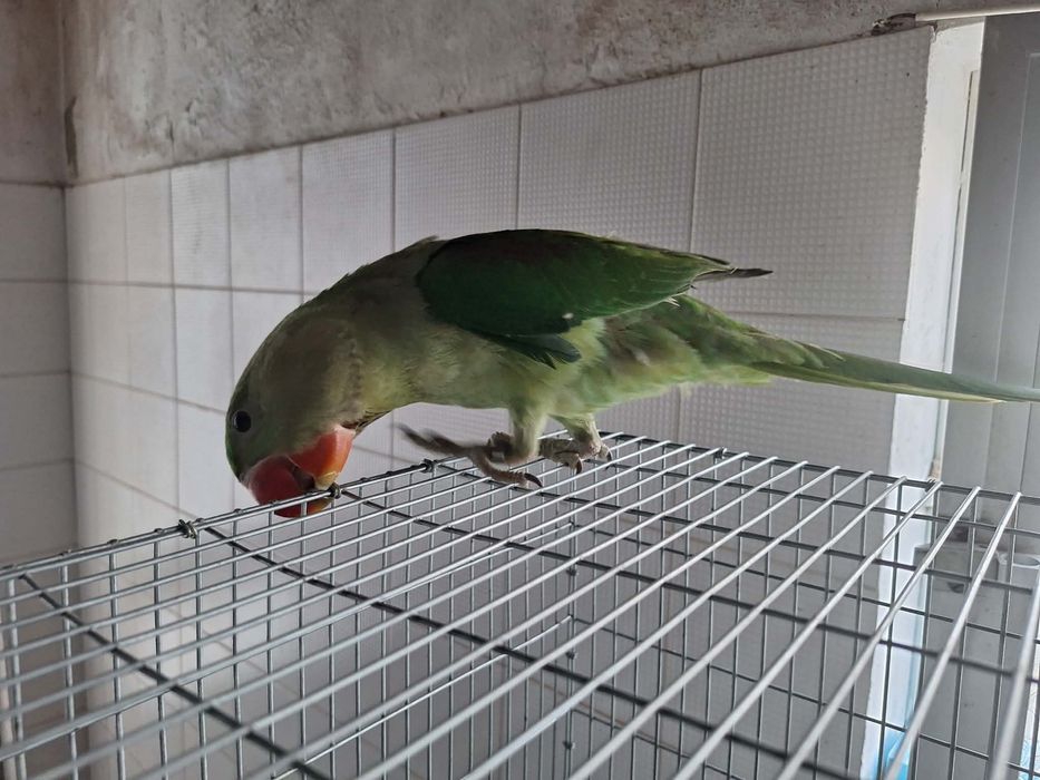 Grandes Alexandrinos, Ring necks, Papgaios