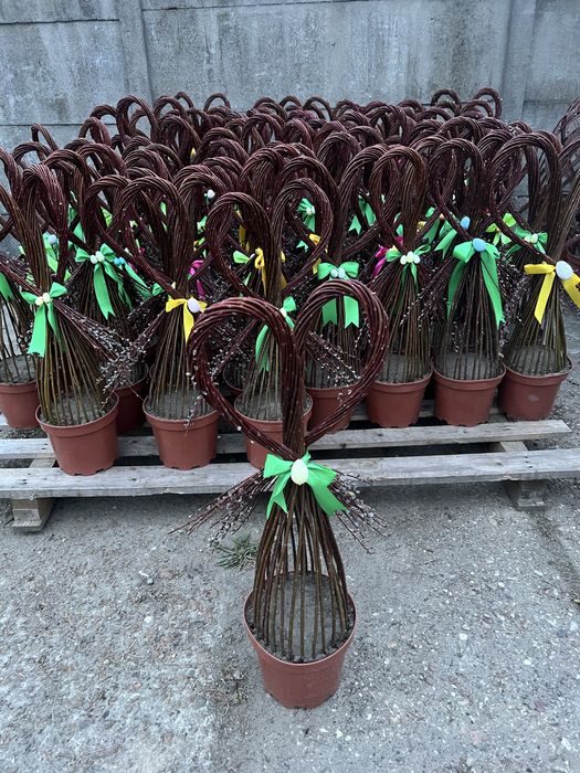 Wierzba pleciona Producent