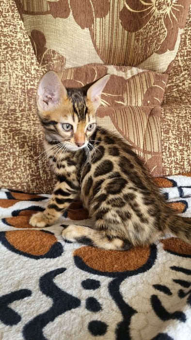 Бенгальские котята клубные.