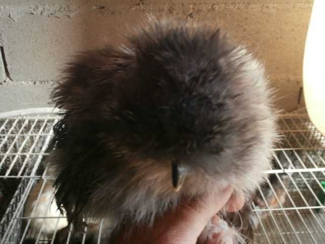 Ovos, pintos, e adultas sedosas do japão barbudas varias cores